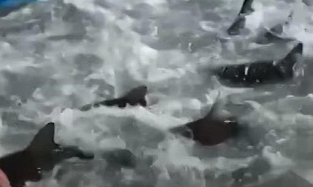 ΗΠΑ: Σοκαριστικό βίντεο! Ψαράς βρέθηκε μπροστά σε εκατοντάδες πεινασμένους καρχαρίες